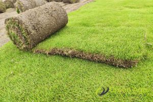 3 Common Types of Turf Grass for Landscaping in Singapore 4 carpet-grass-3-common-types-of-turf-grass-for-landscaping-turf-grass-greenage-landscaping-services-singapore