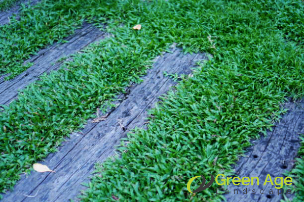 carpet-grass-greenage-landscaping-services-singapore-1