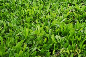 3 Common Types of Turf Grass for Landscaping in Singapore 2 cow-grass-3-common-types-of-turf-grass-for-landscaping-turf-grass-greenage-landscaping-services-singapore