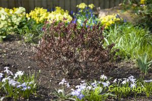 dead-plants-8-signs-you-require-professional-garden-maintenance-services-garden-maintenance-long-form-greenage-landscaping-services-singapore