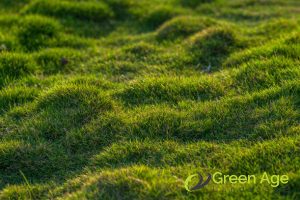 8 Reasons Not To Perform DIY Artificial Turf Installation in Singapore 6 diy-installations-may-resul-in-an-unattractive-and-uneven-lawn-artificial-turfing-greenage-landscaping-services-singapore