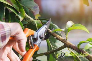 6 Worst DIY Plant Pruning Mistakes You Should Avoid in Singapore 2 employing-a-single-cut-to-remove-large-branches-6-worst-diy-plant-pruning-mistakes-you-should-avoid-in-singapore-plant-pruning-greenage-landscaping-services-singapore
