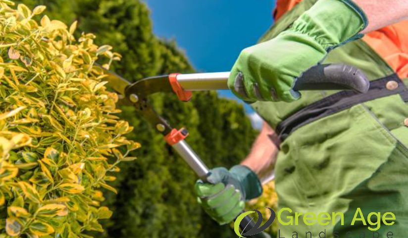 featured-6-signs-of-an-inexperienced-landscape-company-in-singapore-landscape-company-greenage-landscaping-services-singapore