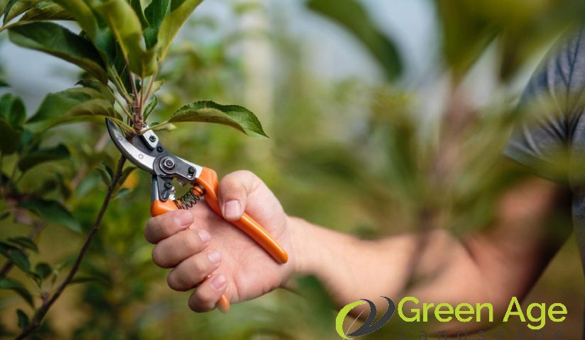 featured-6-worst-diy-plant-pruning-mistakes-you-should-avoid-in-singapore-plant-pruning-greenage-landscaping-services-singapore