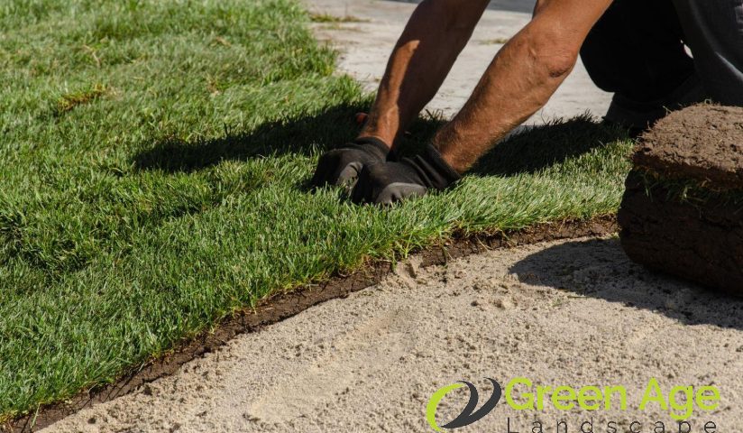 featured-7-steps-taken-during-professional-grass-planting-in-singapore-grass-planting-greenage-landscaping-services-singapore