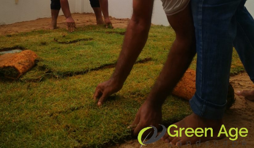 featured-image-installing-turf-grass-4-factors-affecting-the-duration-of-professional-turf-grass-installation-greenage-landscaping-services-singapore