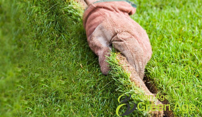 featured-image-installting-turf-grass-8-benefits-of-selecting-turf-grass-for-your-garden-turf-grass-greenage-landscaping-services-singapore