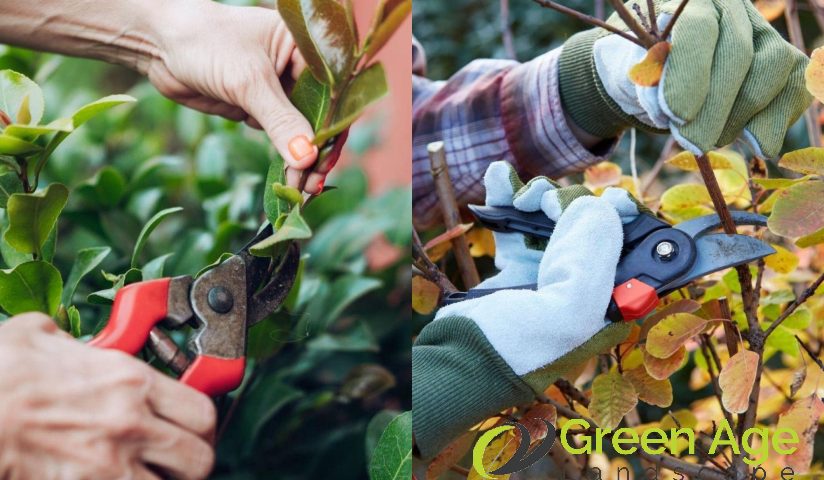 featured-what-to-consider-in-choosing-between-diy-vs-professional-plant-pruning-in-singapore-plant-pruning-greenage-landscaping-services-singapore