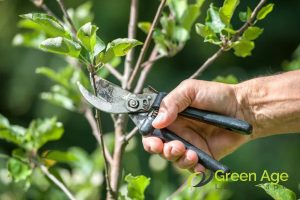 garden-pruning-10-essential-diy-garden-maintenance-tips-for-homeowners-garden-maintenance-long-form-greenage-landscaping-services-singapore