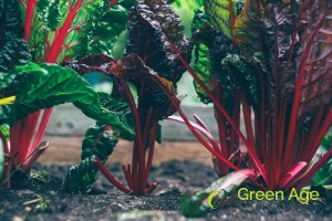 garden-purpose-how-often-should-you-do-landscape-maintenance-long-form-greenage-landscape-services-singapore