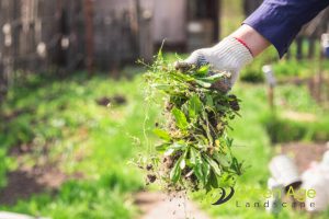 garden-weeding-10-essential-diy-garden-maintenance-tips-for-homeowners-garden-maintenance-long-form-greenage-landscaping-services-singapore