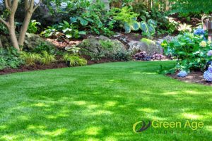grass-aesthetics-turf-grass-vs-natural-grass-whats-best-for-your-singapore-garden-turf-grass-greenage-landscaping-services-singapore