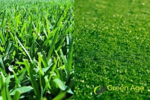 grass-choice-turf-grass-vs-natural-grass-whats-best-for-your-singapore-garden-greenage-landscaping-services-singapore