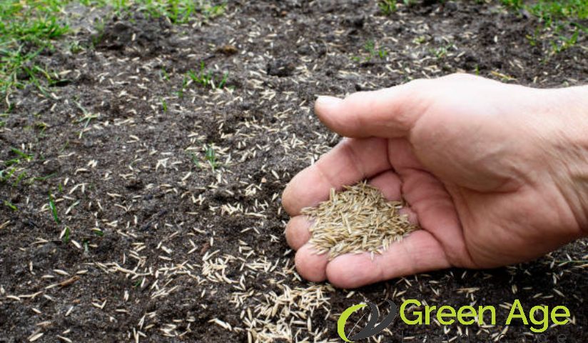 grass-planting-5-common-diy-grass-planting-mistakes-to-avoid-grass-planting-greenage-landscaping-services-singapore