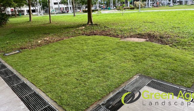 grass-turfing-services-greenage-landscaping-services-singapore-hdb-pasir-ris-4