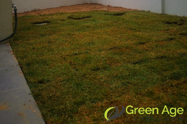 grass-turfing-services-greenage-landscaping-services-singapore-landed-serangoon-1