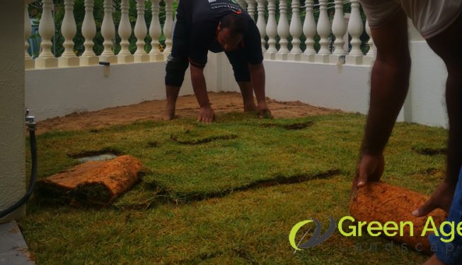 grass-turfing-services-greenage-landscaping-services-singapore-landed-serangoon-3