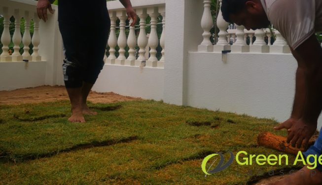 grass-turfing-services-greenage-landscaping-services-singapore-landed-serangoon-5