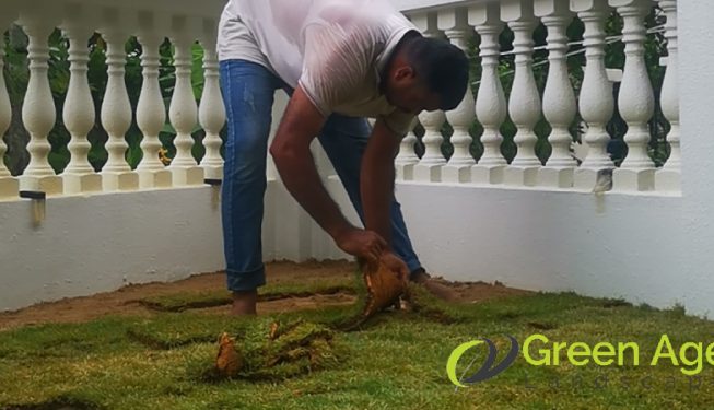 grass-turfing-services-greenage-landscaping-services-singapore-landed-serangoon-6