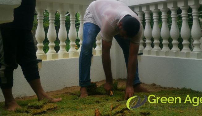 grass-turfing-services-greenage-landscaping-services-singapore-landed-serangoon-7