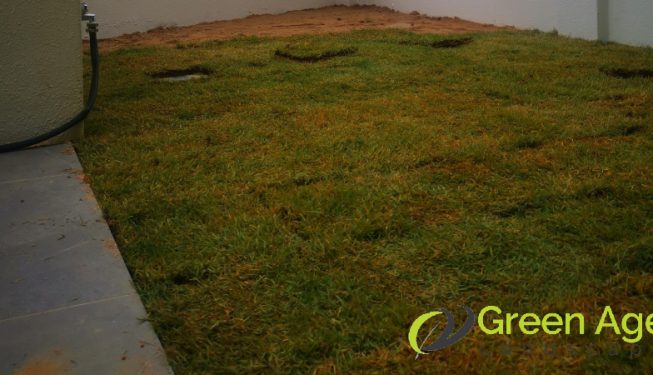 grass-turfing-services-greenage-landscaping-services-singapore-landed-serangoon-9