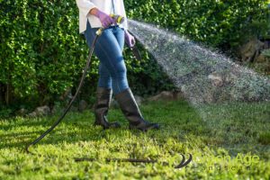 grass-watering-turf-grass-vs-natural-grass-whats-best-for-your-singapore-garden-turf-grass-greenage-landscaping-services-singapore