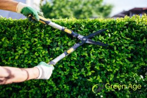 hedge-pruning-what-happens-during-professional-landscape-maintenance-long-form-greenage-landscaping-services-singapore