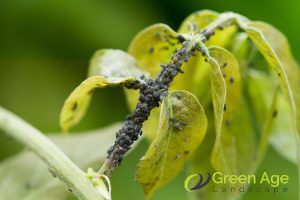 helps-prevent-rampant-pests-and-diseases-why-should-you-engage-garden-maintenance-services-regularly-in-singapore-garden-maintenance-long-form-greenage-landscaping-services-singapore