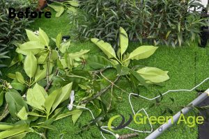 landscape-maintenance-greenage-landscaping-services-singapore-landed-braddell-1