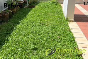 landscape-maintenance-greenage-landscaping-services-singapore-landed-orchard-1