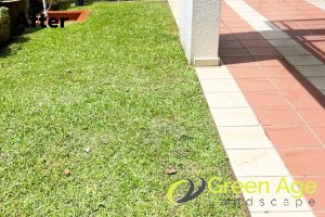 landscape-maintenance-greenage-landscaping-services-singapore-landed-orchard-2