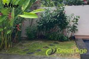 landscape-maintenance-greenage-landscaping-services-singapore-landed-serangoon-2