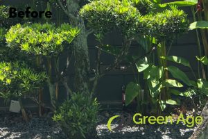 landscape-maintenance-greenage-landscaping-services-singapore-landed-tanah-merah-1