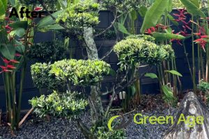 landscape-maintenance-greenage-landscaping-services-singapore-landed-tanah-merah-2