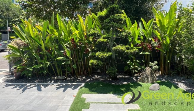 landscape-maintenance-greenage-landscaping-services-singapore-landed-tanah-merah-2