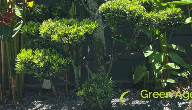 landscape-maintenance-greenage-landscaping-services-singapore-landed-tanah-merah-4