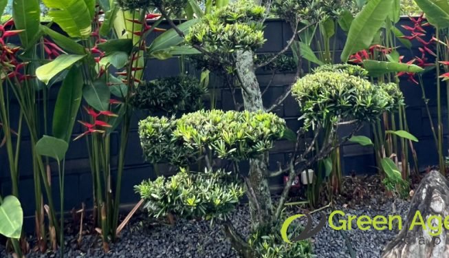 landscape-maintenance-greenage-landscaping-services-singapore-landed-tanah-merah-5