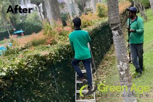 landscape-maintenance-greenage-landscaping-services-singapore-landed-yishun-1