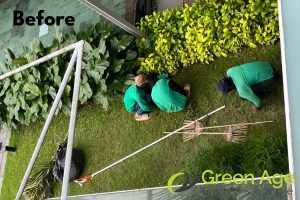 landscape-maintenance-greenage-landscaping-services-singapore-landed-yishun-2