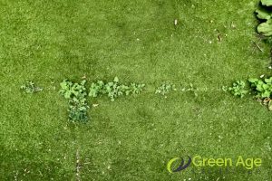 7 Common Mistakes Homeowners Make When Maintaining Artificial Turf in Singapore 5 overlooking-weed-prevention-7-common-mistakes-homeowners-make-when-maintaining-artificial-tur-in-singapore-artificial-turfing-greenage-landscaping-services-singapore