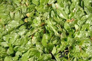 3 Common Types of Turf Grass for Landscaping in Singapore 3 pearl-grass-3-common-types-of-turf-grass-for-landscaping-turf-grass-greenage-landscaping-services-singapore