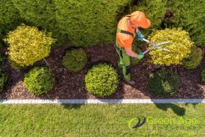plant-pruning-what-can-you-expect-when-engaging-professional-landscape-maintenance-services--long-form-greenage-landscaping-services-singapore