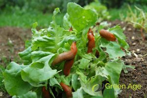 rampant-pests-8-signs-you-require-professional-garden-maintenance-services-garden-maintenance-long-form-greenage-landscaping-services-singapore