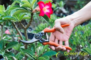 6 Worst DIY Plant Pruning Mistakes You Should Avoid in Singapore 5 rushed-pruning-practices-6-worst-diy-plant-pruning-mistakes-you-should-avoid-in-singapore-plant-pruning-greenage-landscaping-services-singapore