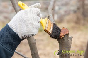 6 Worst DIY Plant Pruning Mistakes You Should Avoid in Singapore 4 seal-a-pruning-wound-by-applying-tar-or-paint-6-worst-diy-plant-pruning-mistakes-you-should-avoid-in-singapore-plant-pruning-greenage-landscaping-services-singapore