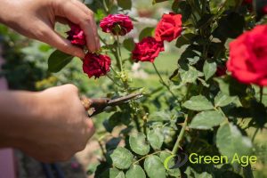 6 Worst DIY Plant Pruning Mistakes You Should Avoid in Singapore 3 selective-pruning-to-eliminate-developing-flowe-for-fruit-buds-plant-pruning-greenage-landscaping-services-singapore
