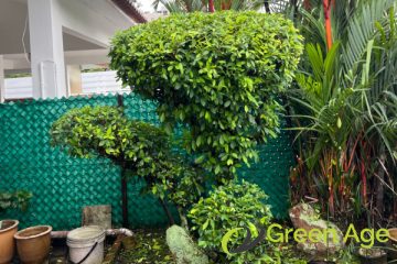 shrubs-trimming-service-greenage-landscaping-services-singapore-landed-clementi-1