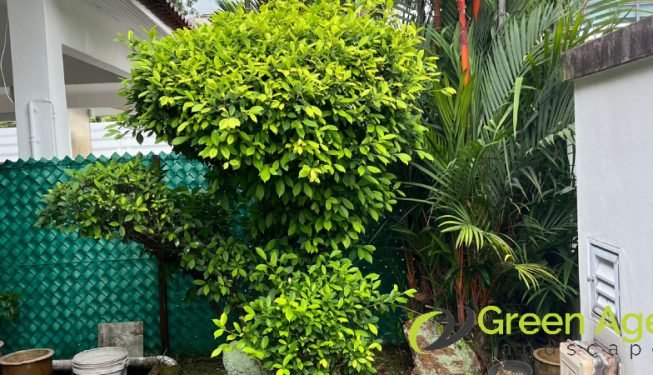 shrubs-trimming-service-greenage-landscaping-services-singapore-landed-clementi-2