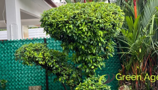 shrubs-trimming-service-greenage-landscaping-services-singapore-landed-clementi-3