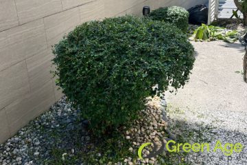 shrubs-trimming-services-greenage-landscaping-services-singapore-landed-tanah-merah-1